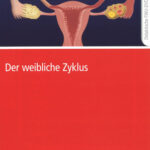 Der weibliche Zyklus
