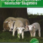 Merkmale und Anpassungen heimischer Säugetiere